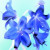 Blue Lilies