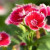 CARNATION 