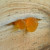 Egyptian balsam