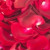 FRENCH ROSE