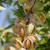 Green Almond