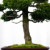 HINOKI WOOD