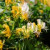 Honeysuckle