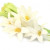Indian Tuberose