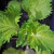 Shiso Leave