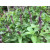 THAI BASIL