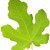 Fig leaves accord
